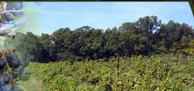 West Wind Farm - Vineyard & Winery :: Max Meadows, Virginia
